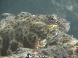 Stocky hawkfish at Hanauma Bay on Oahu, Hawaii. by Tom Robinson 